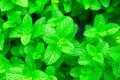 Fresh Mint, Spearmint, Peppermint Royalty Free Stock Photo