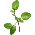 Fresh Mint Sprig isolated on white background Royalty Free Stock Photo