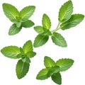 Fresh Mint Sprig isolated on white background Royalty Free Stock Photo