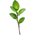 Fresh Mint Sprig isolated on white background Royalty Free Stock Photo