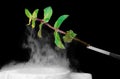 Fresh mint sprig dipped in liquid nitrogen Royalty Free Stock Photo