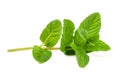 Fresh mint sprig Royalty Free Stock Photo