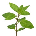 Fresh mint sprig Royalty Free Stock Photo