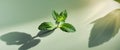 Fresh Mint Sprig On Pale Green Background With Leaf Shadow Overlay Royalty Free Stock Photo