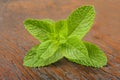 Fresh mint sprig Royalty Free Stock Photo