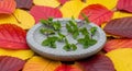 Fresh Mint Sprigs Resting on a Gray Stone Dish Surrounded by Vibrant Autumn Leaves Royalty Free Stock Photo