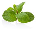 Fresh mint twig with leaves on white background