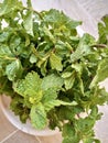 Fresh mint vegetable in feild Royalty Free Stock Photo