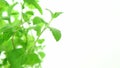 Fresh mint on white background, green mint leaves