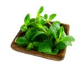 Fresh mint in wooden bowl isolated on white background. The view from the side