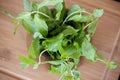 Fresh mint in a wooden brown bowl on the table Royalty Free Stock Photo