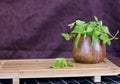 Fresh mint in a wooden brown bowl on the table Royalty Free Stock Photo