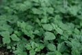 Fresh Mitsuba growing in a shaded greenhouse Royalty Free Stock Photo