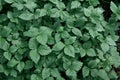 Fresh Mitsuba growing in a shaded greenhouse Royalty Free Stock Photo