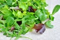 Fresh mixed greens leaf vegetables of arugula, mesclun, mache