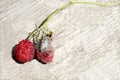 Fresh and moldy berries on light surface! Royalty Free Stock Photo