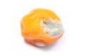 Fresh and moldy mandarins on white background Royalty Free Stock Photo