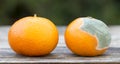 Fresh and moldy orange mandarin, web banner
