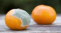 Fresh and moldy orange mandarin, web banner