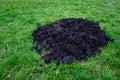 Fresh mole hill exposes very healthy dirt in the middle of a lush green lawn, pest damage