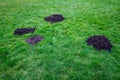 Fresh mole hill exposes very healthy dirt in the middle of a lush green lawn, pest damage