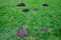 Fresh mole hill exposes very healthy dirt in the middle of a lush green lawn, pest damage