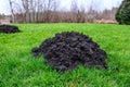 Fresh mole hill exposes very healthy dirt in the middle of a lush green lawn, pest damage