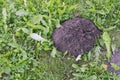Fresh mole molehill on garden grass Royalty Free Stock Photo