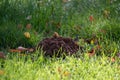 A fresh molehill in the grass Royalty Free Stock Photo