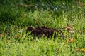 A fresh molehill in the green grass Royalty Free Stock Photo
