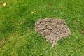 Fresh Molehill on Green Lawn Royalty Free Stock Photo