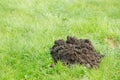 Fresh molehill on green meadow site in spring day Royalty Free Stock Photo