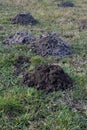 Fresh molehills on the field area