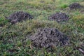 Fresh molehills on the field area