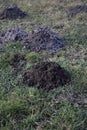 Fresh molehills on the field area