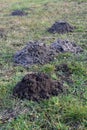 Fresh molehills on the field area