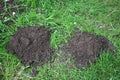 Fresh molehills in grassy area of garden