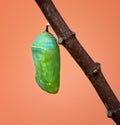 Fresh Monarch chrysalis