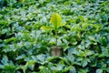 Fresh money plant growing, Money growth business concept