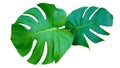 Fresh monstera leaf isolated on white background with clipping path Royalty Free Stock Photo