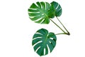 Fresh monstera leaf isolated on white background with clipping path Royalty Free Stock Photo