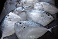 Fresh moonfish on the fish market. Razor moonfish, Mene maculata