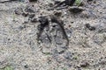 A fresh moose track in the sand