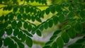 Fresh Moringa Leaves background. Details about Fresh Moringa leaves picked and shipped.