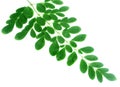 Fresh moringa leaves