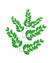 A Fresh Moringa Leaves on White Background