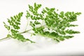 Fresh moringa oleifera leaves. Royalty Free Stock Photo