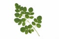 Fresh moringa oleifera leaves on white background