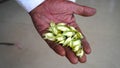 Fresh moringa seeds lying on tiles floor. Seed Horse radish tree, Drumstick Moringa oleifera Lam. on hand