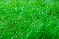 Fresh morning dew clings to lush green grass, sparkling in the light, Royalty Free Stock Photo